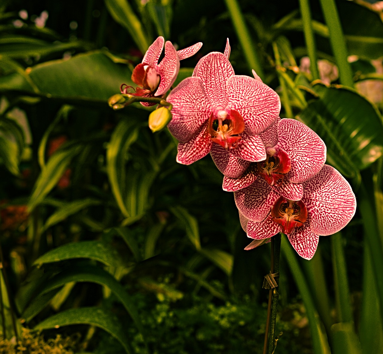 orchid red botany free photo