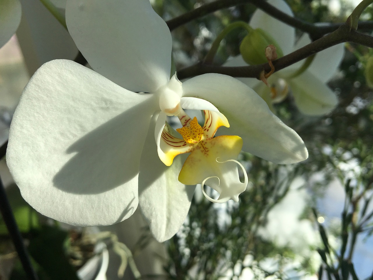 orchid blossom bloom free photo