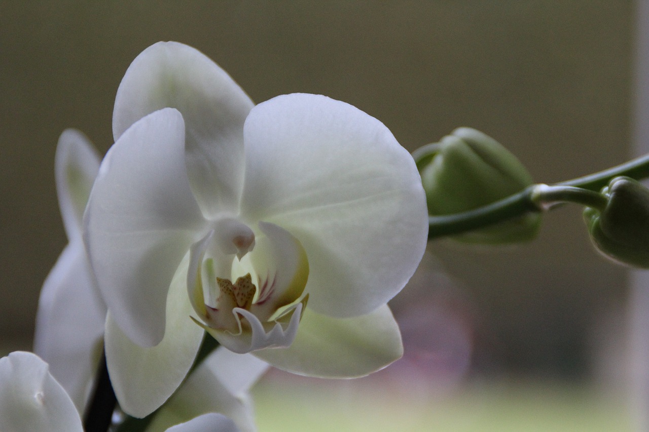 orchid white blossom free photo