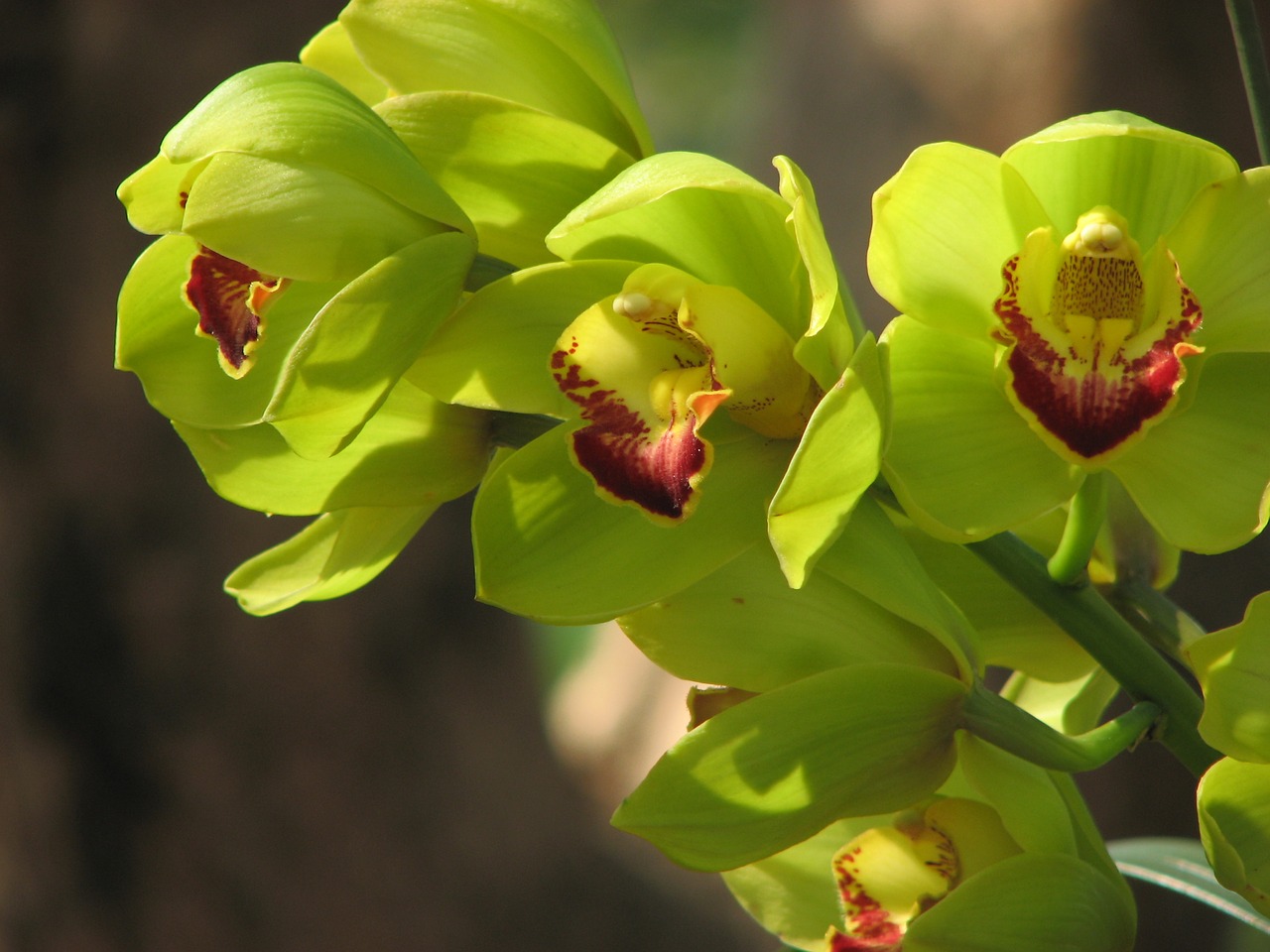 orchid flowers green free photo