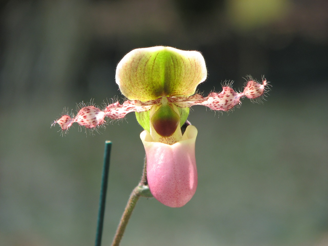 orchid flowers slipper flower free photo