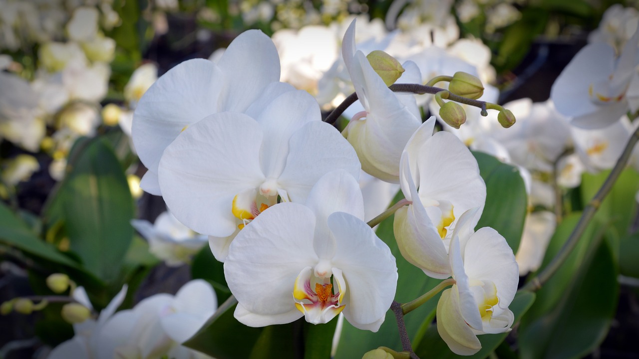 orchid flower blossom free photo