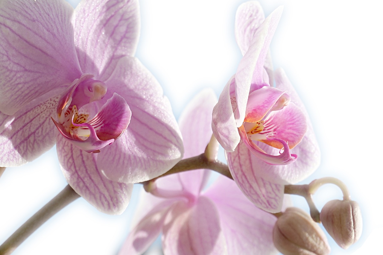 orchid free pink free photo