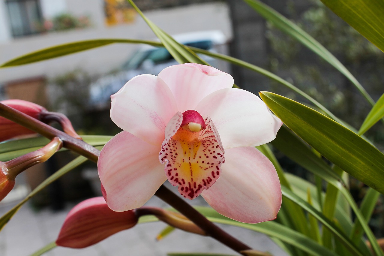 orchid pink flowers free photo