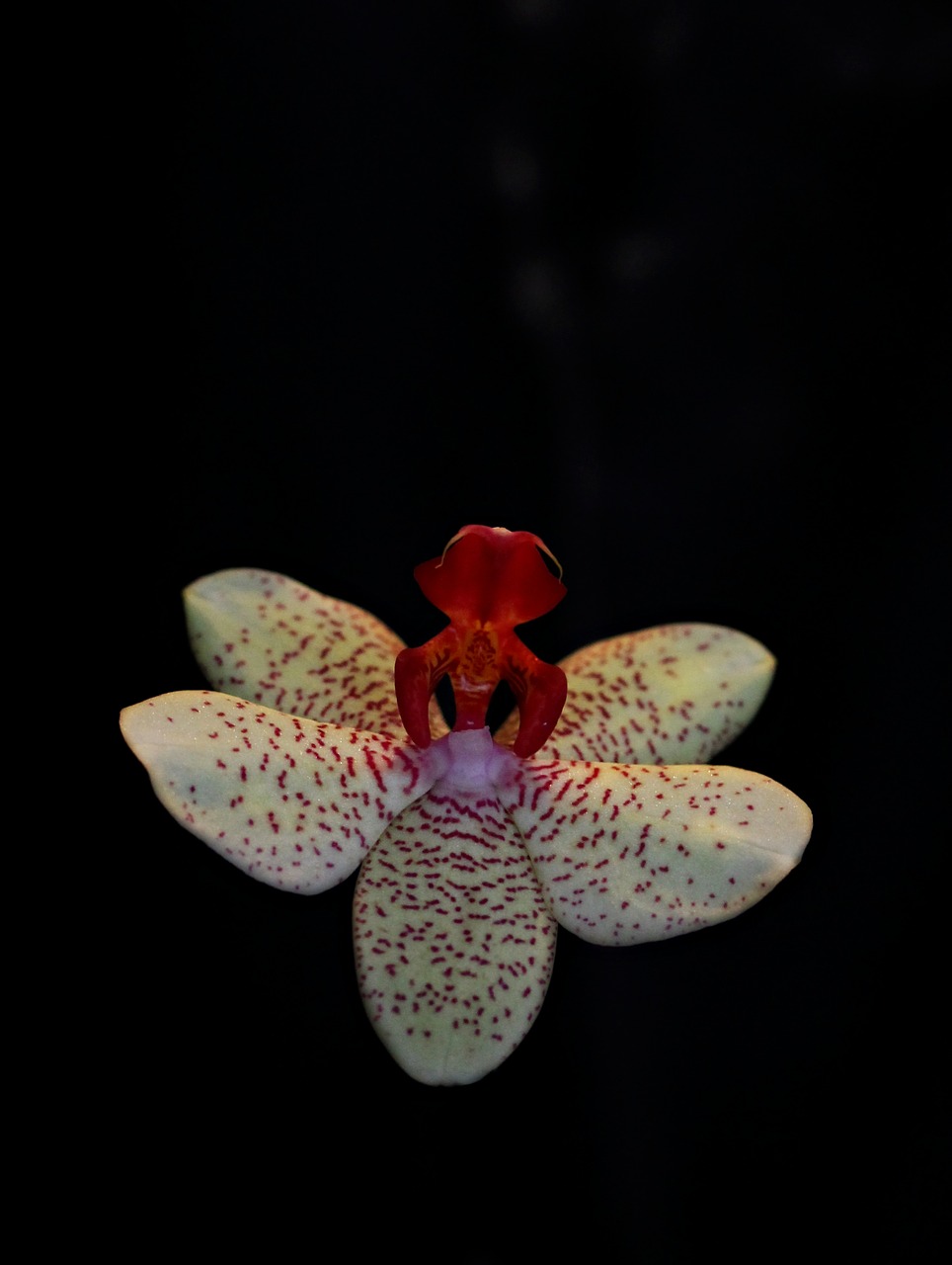 orchid flower ballerina free photo