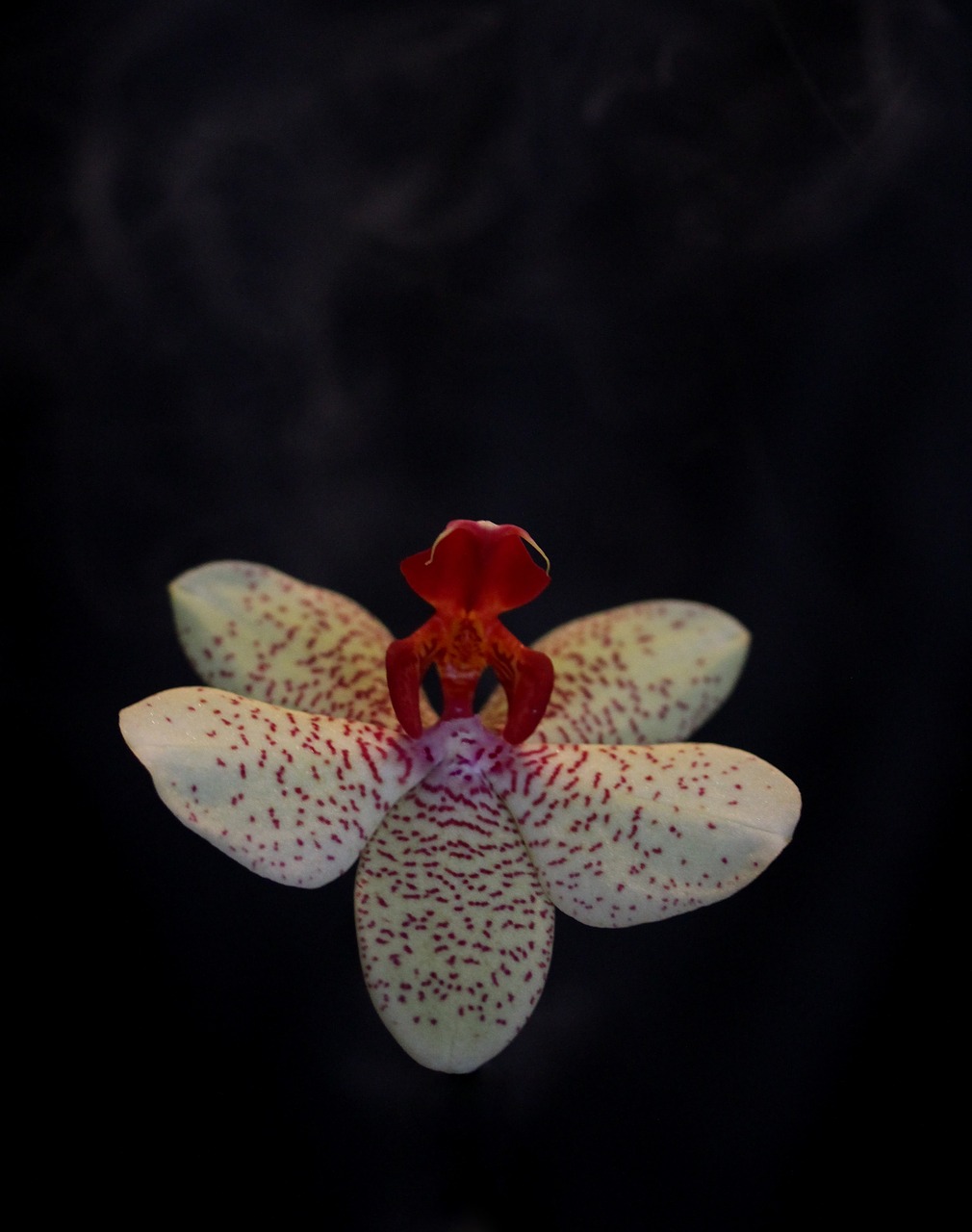 orchid flower ballerina free photo