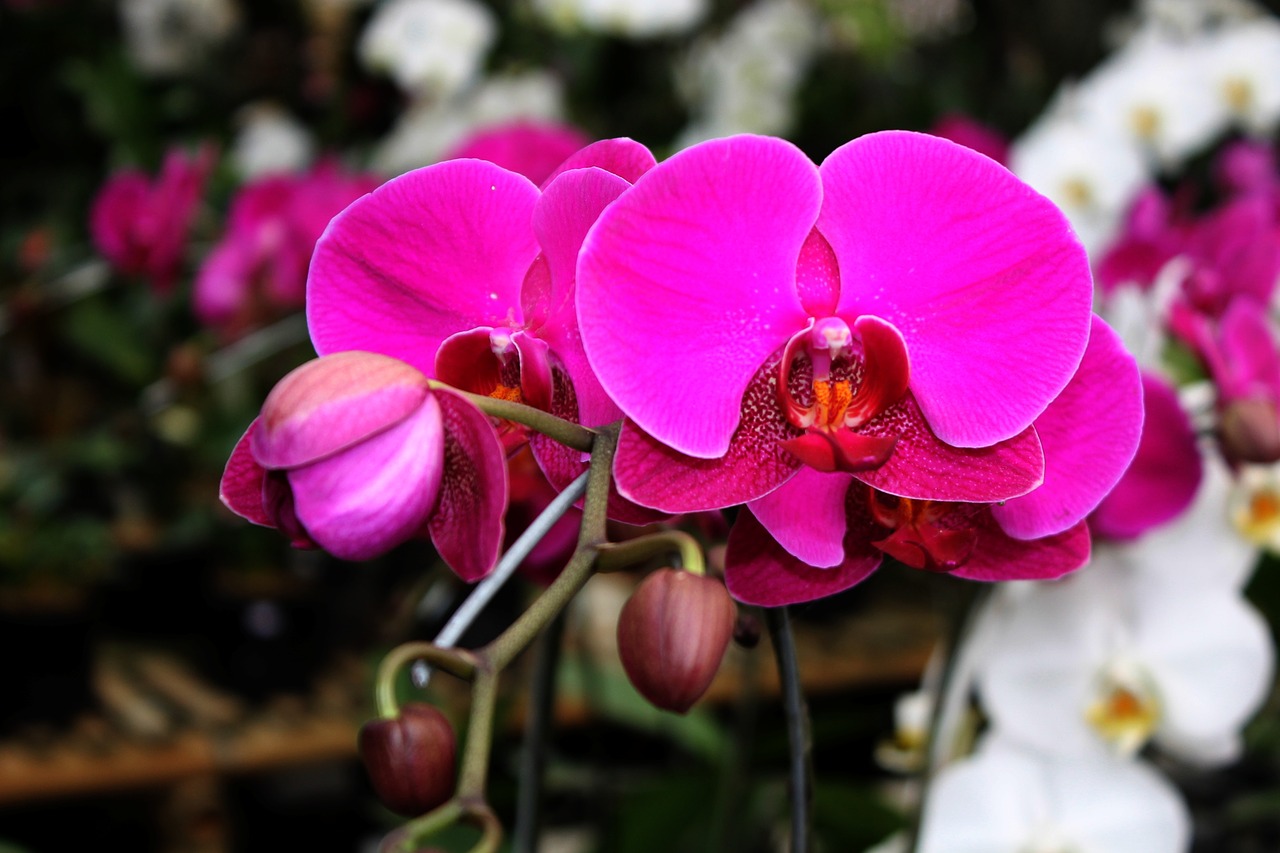 orchid pink flower purple free photo