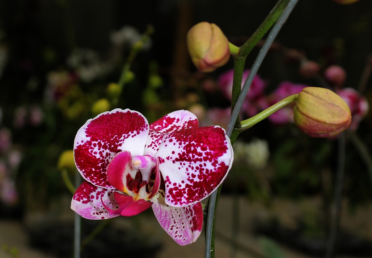 orchid maroon plant free photo