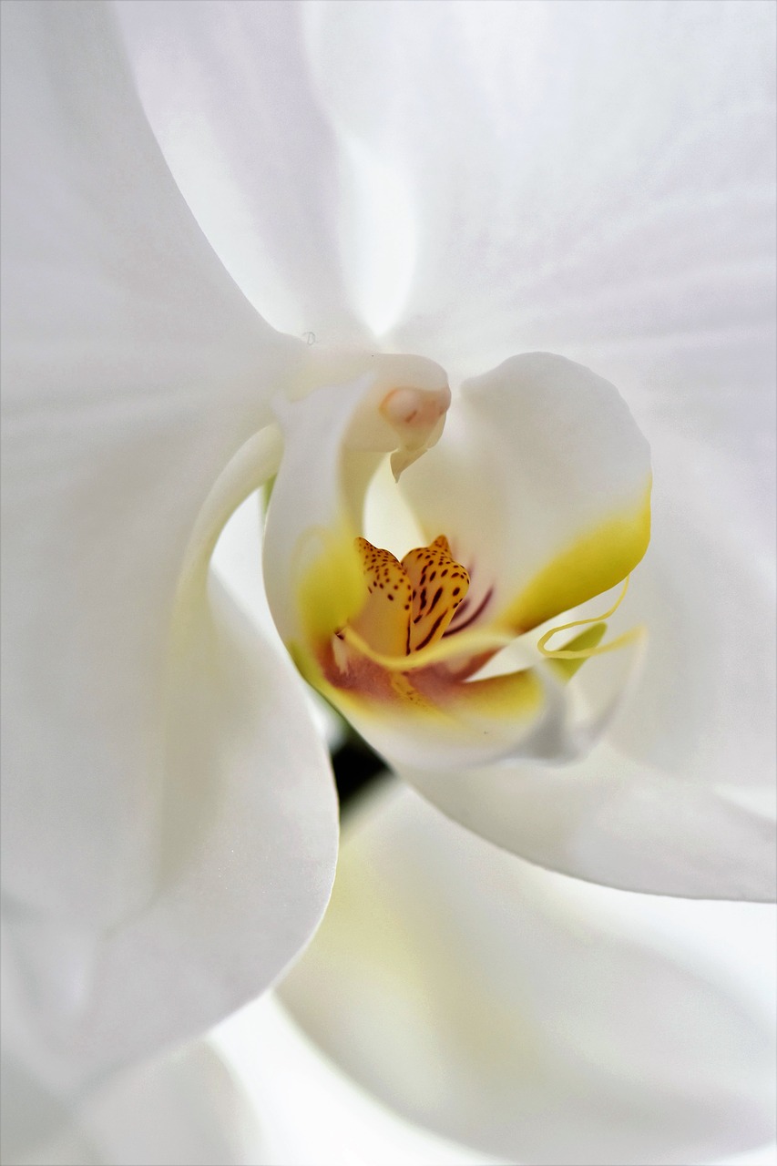 orchid flower blossom free photo