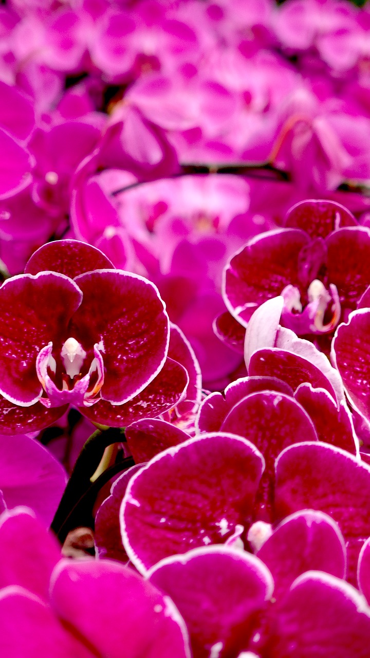 orchid flower floral free photo