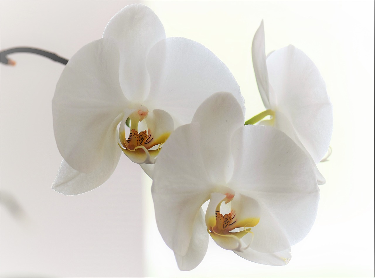 orchid flower blossom free photo