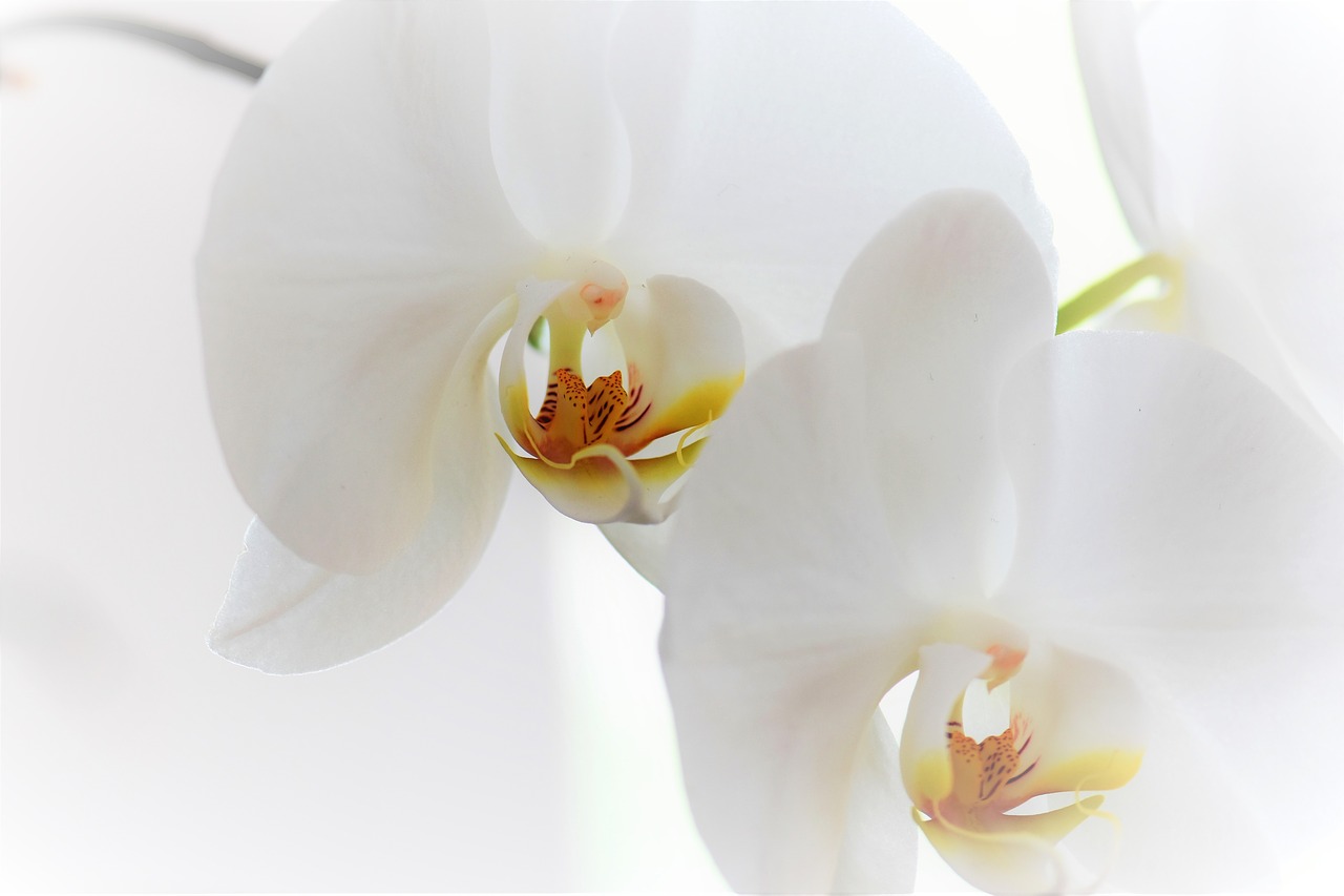 orchid flower blossom free photo