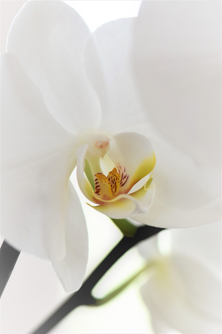 orchid flower blossom free photo