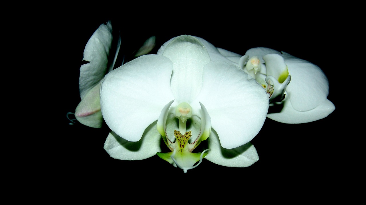 orchid room plant white flower free photo