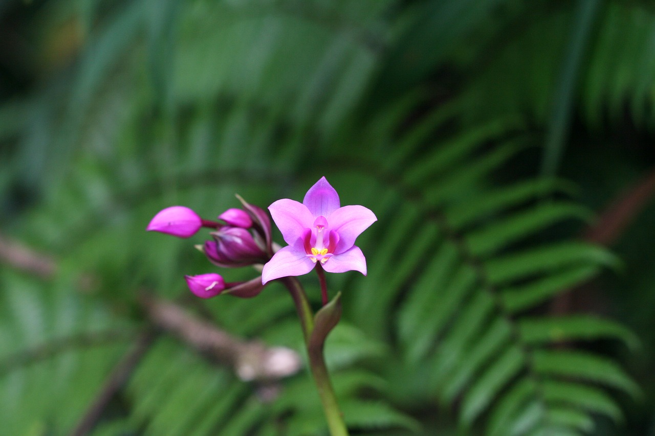 orchid tropical guadeloupe free photo