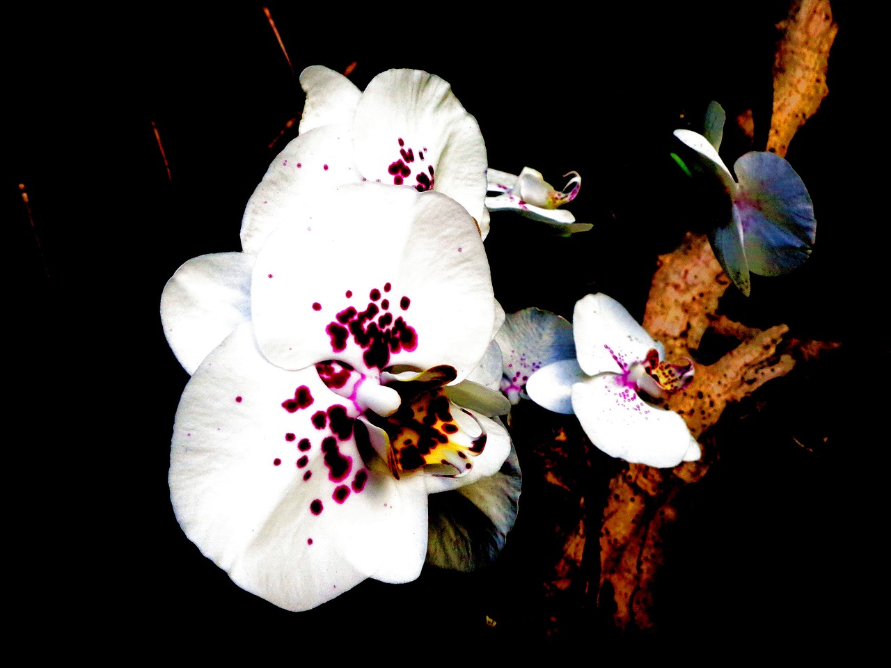 orchid white violet close free photo