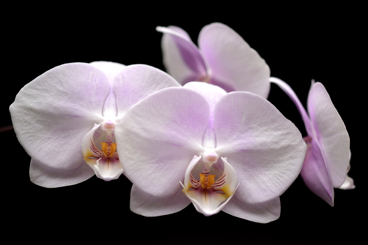 orchid flower blossom free photo