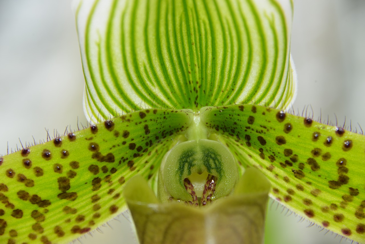 orchid flower macro free photo