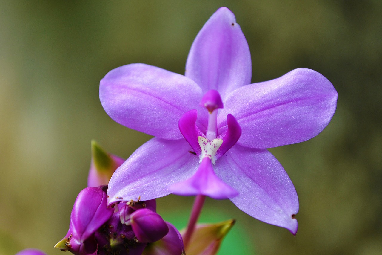orchid purple orchid garden free photo
