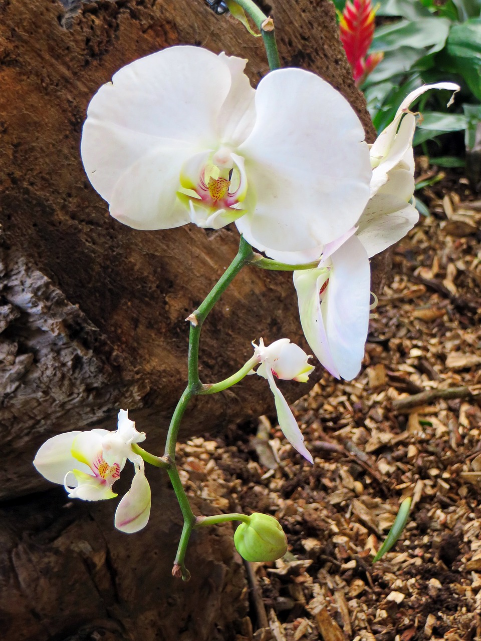 orchid white flower cymbidium free photo