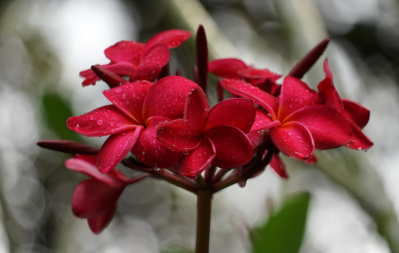 orchid garden singapore free photo