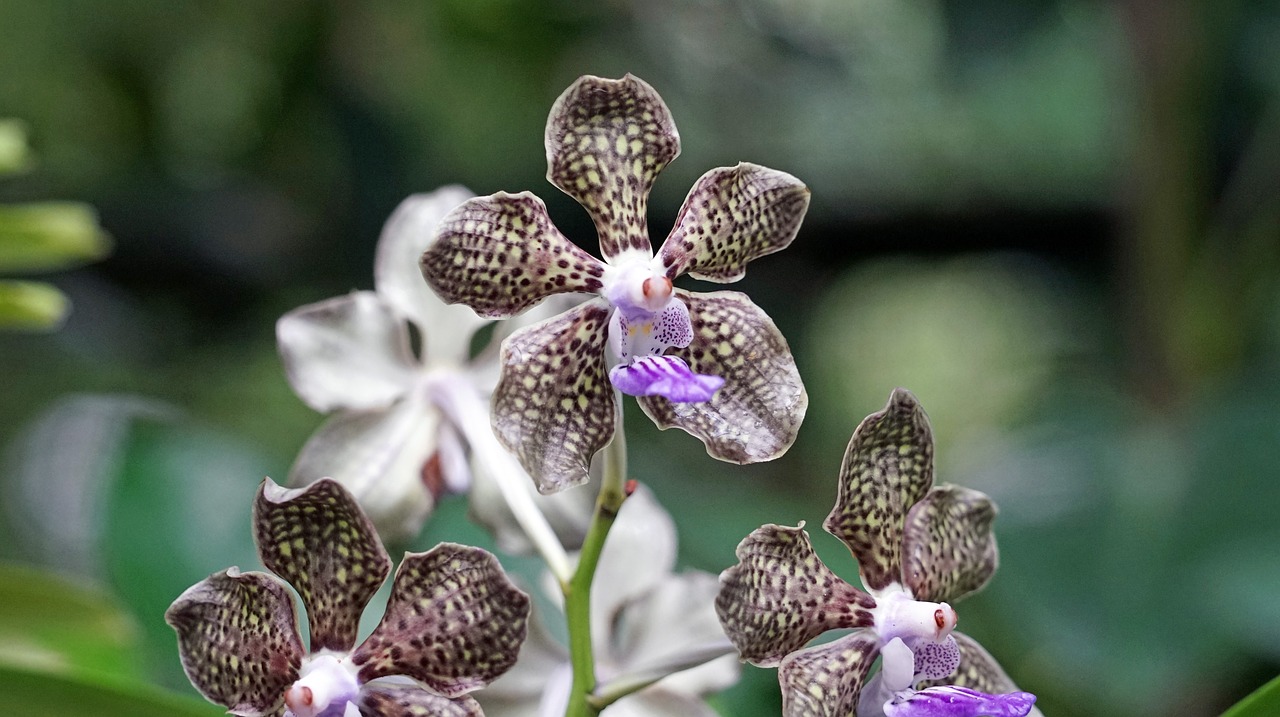 orchid botanical garden singapore free photo