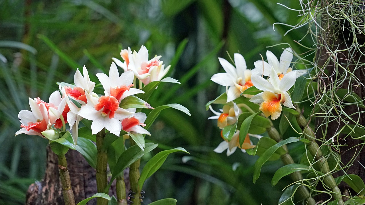 orchid botanical garden singapore free photo