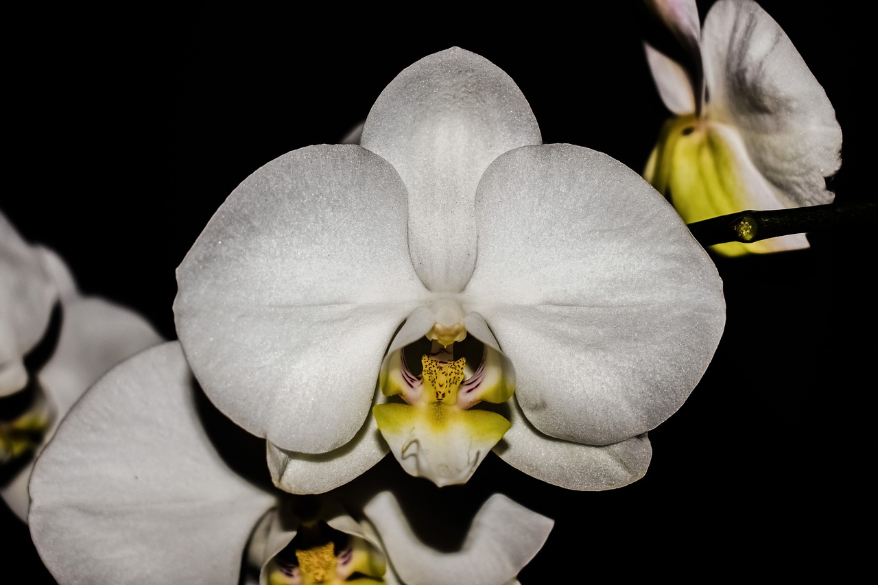 orchid flower blossom free photo