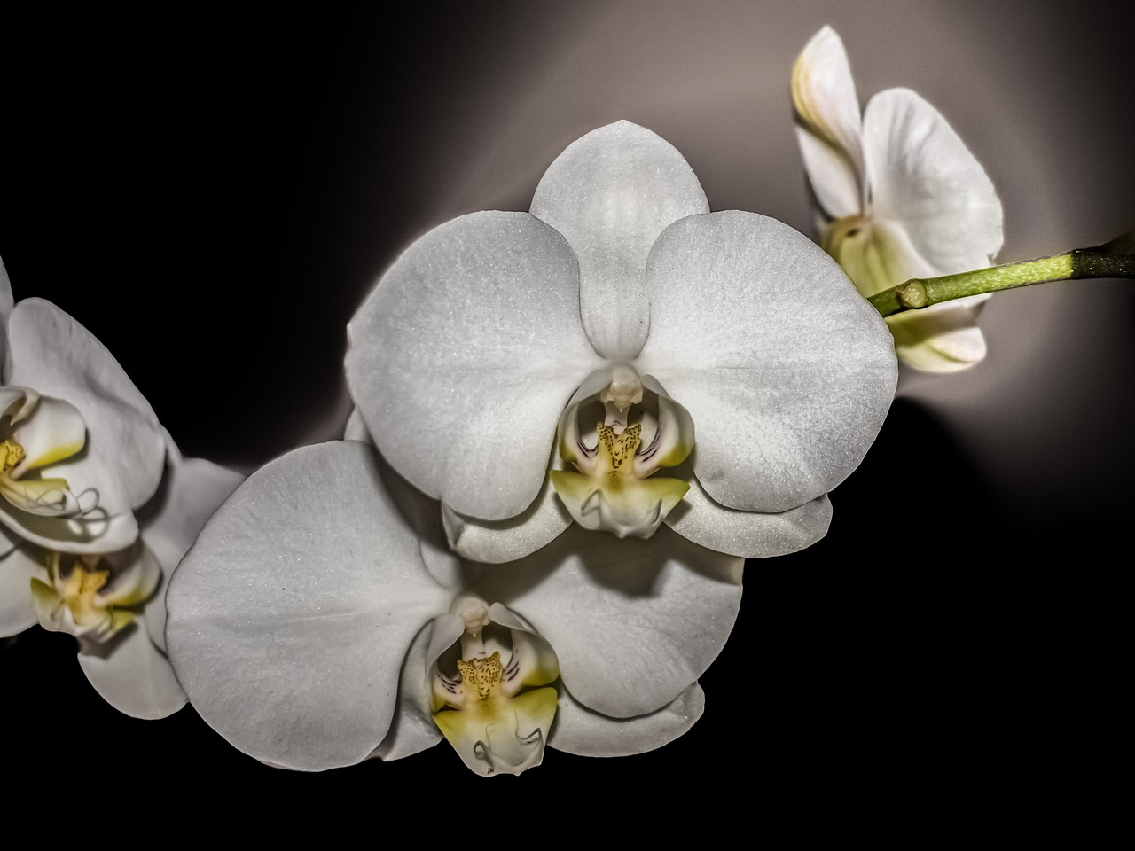 orchid flower blossom free photo