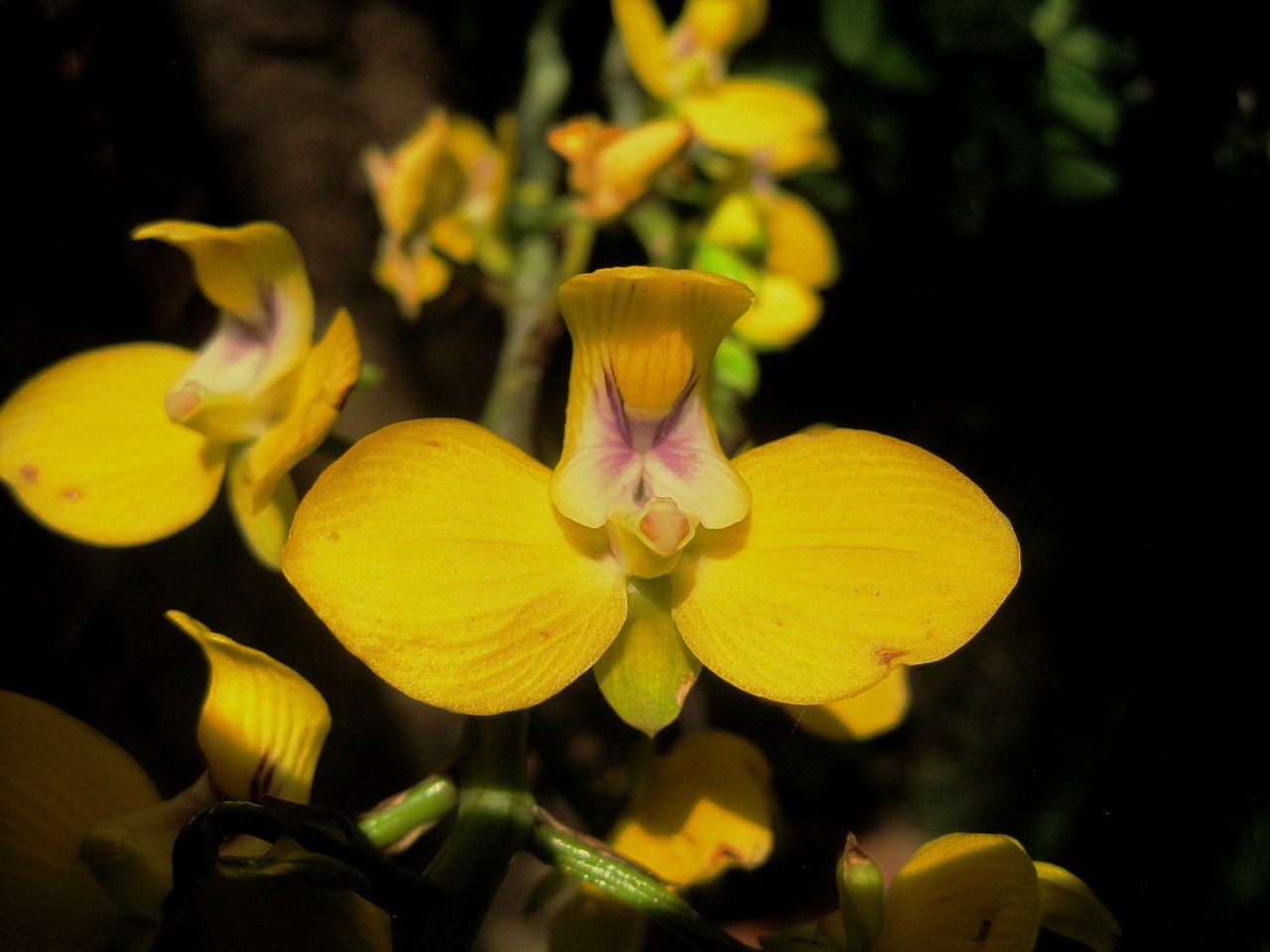 orchid flower yellow free photo