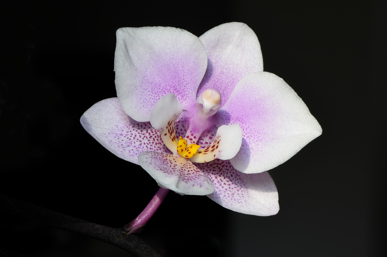 orchid flower macro free photo