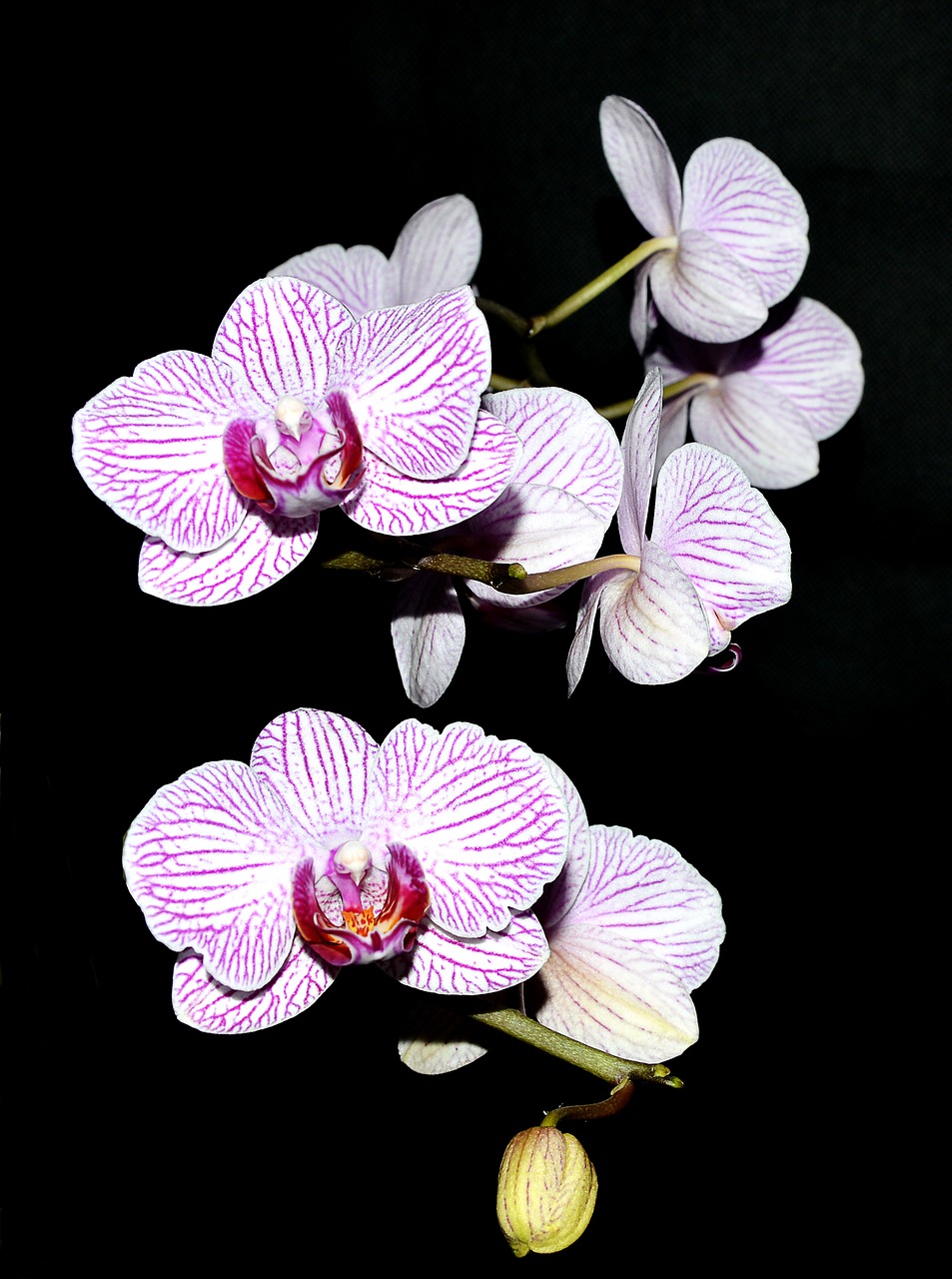 orchid purple white blossom free photo