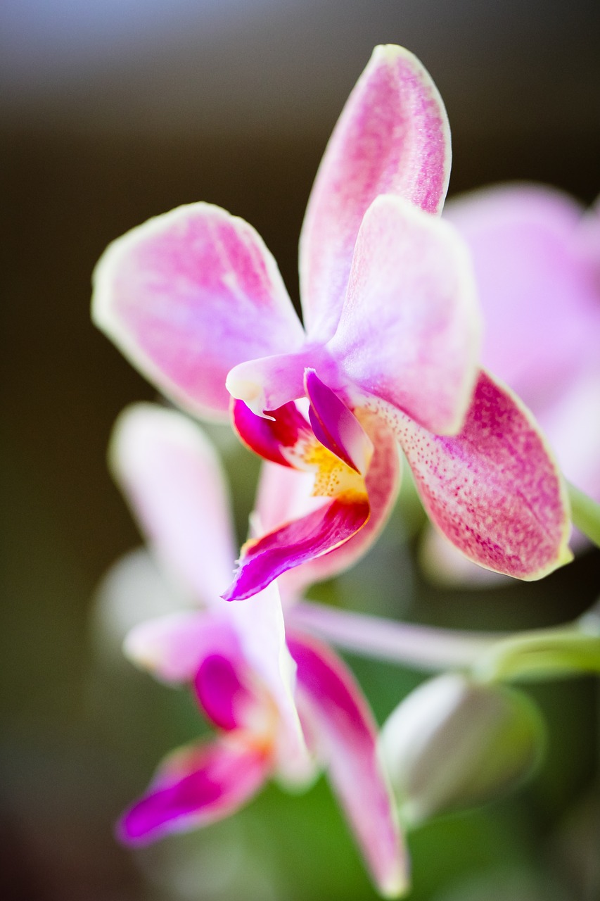 orchid flower nature free photo