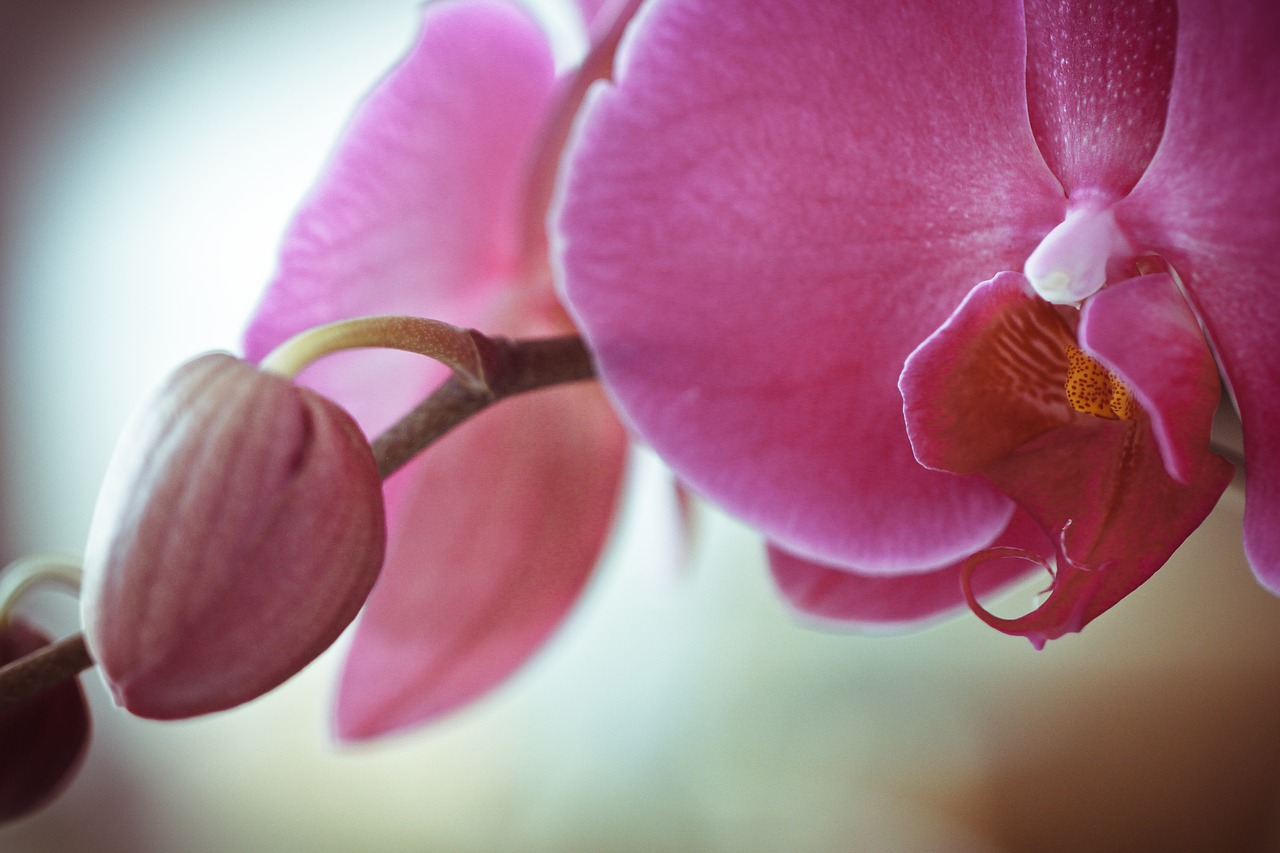 orchid flower nature free photo