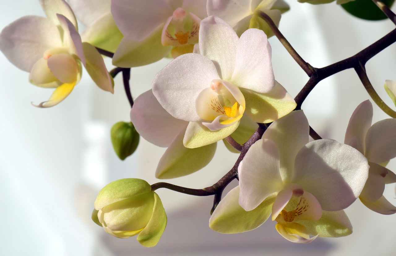 orchid white white orchid free photo