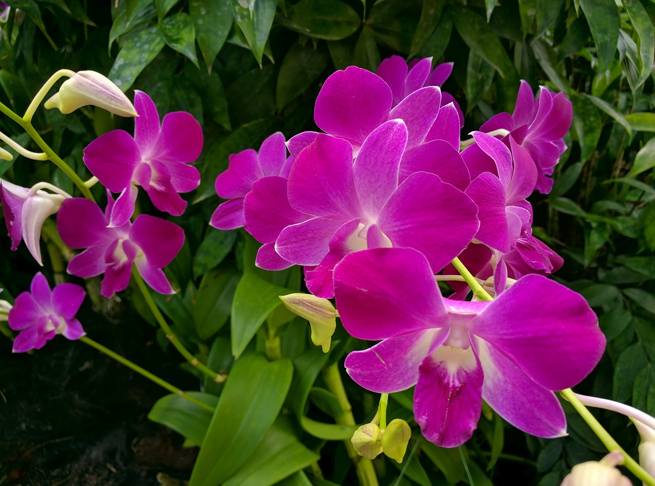 orchid flower plant free photo