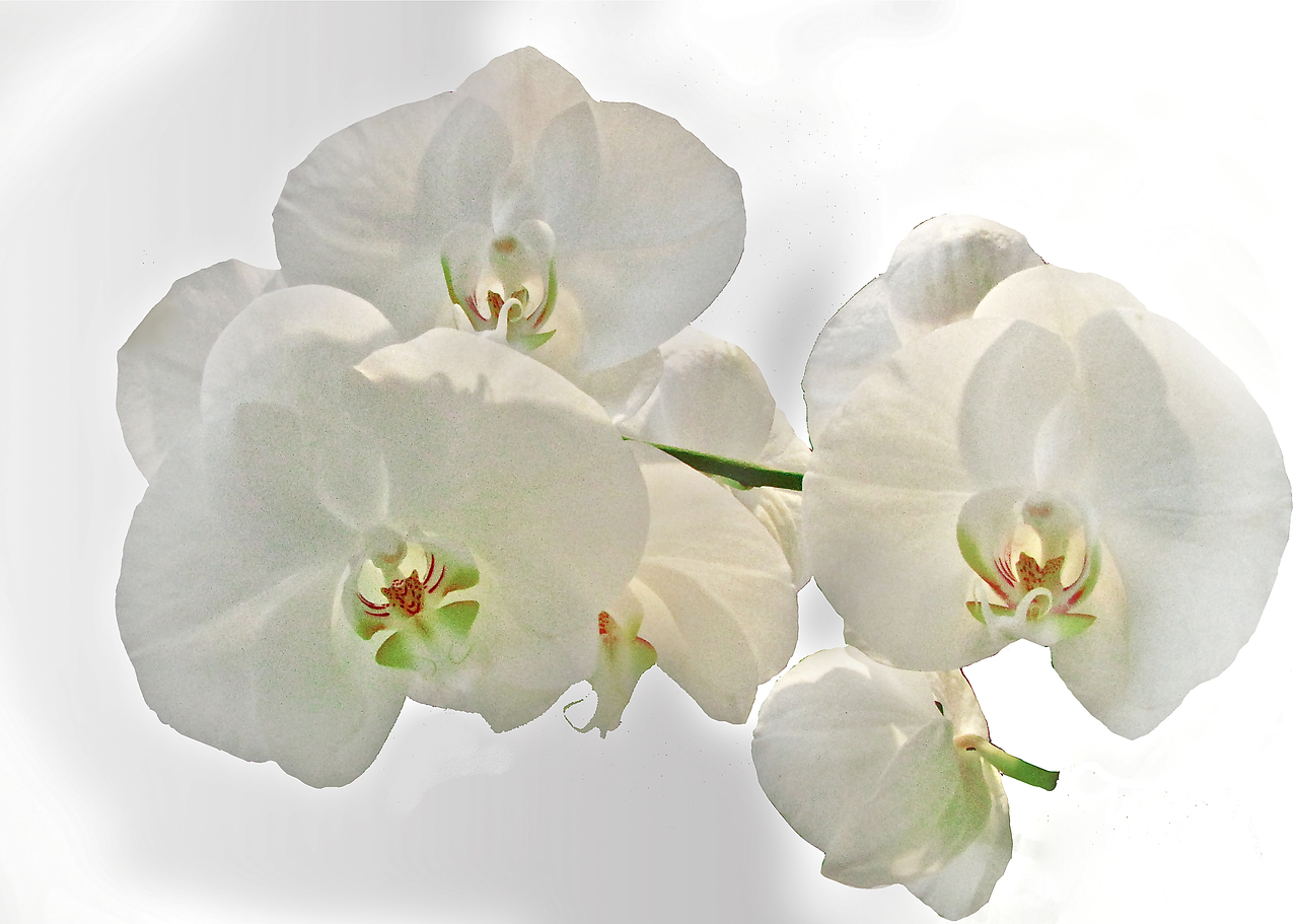 orchid white flower free photo