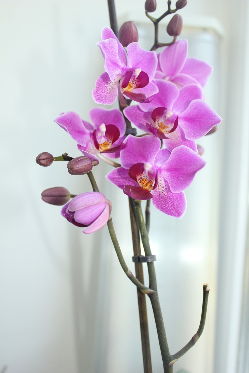 orchid phalaenopsis beautiful flower free photo