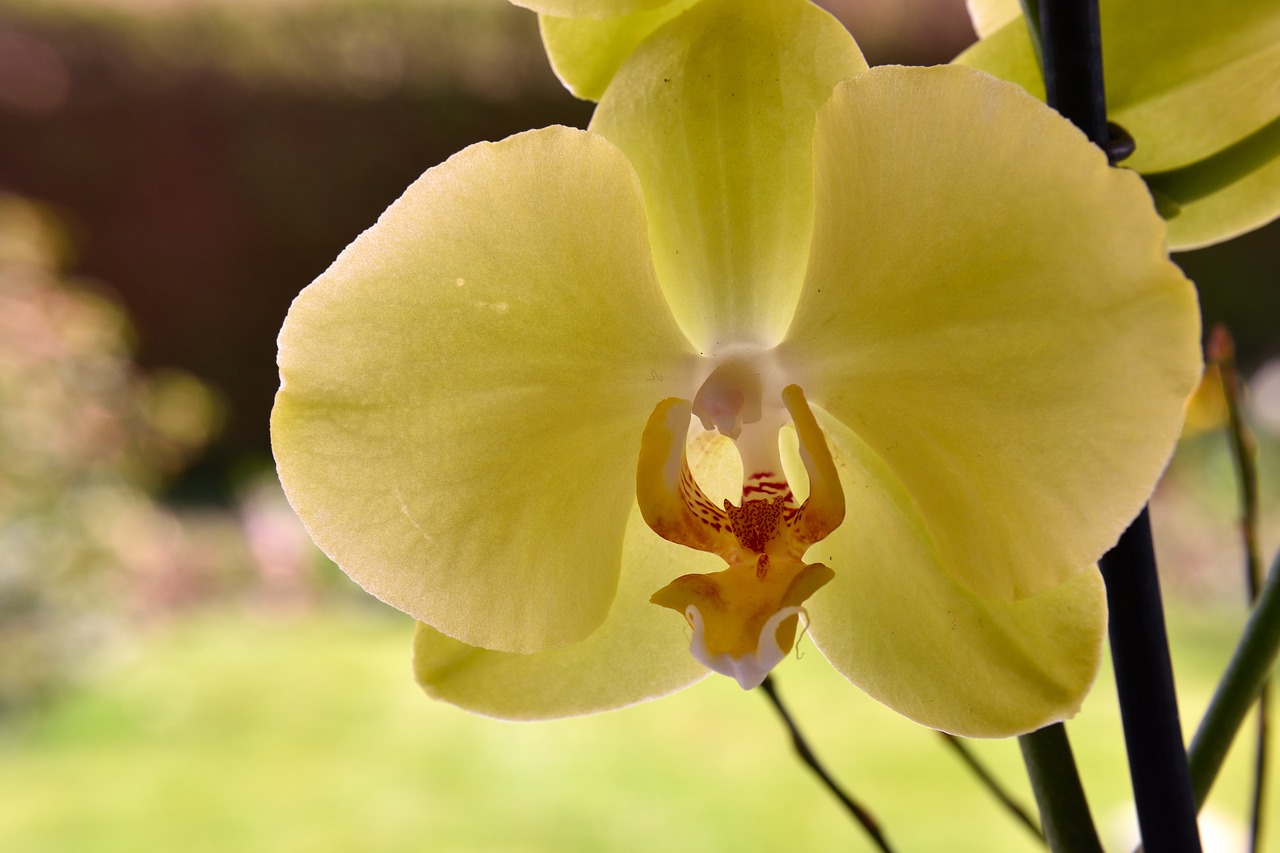 orchid blossom bloom free photo