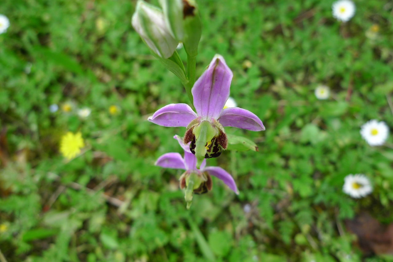 orchid wild flower free photo