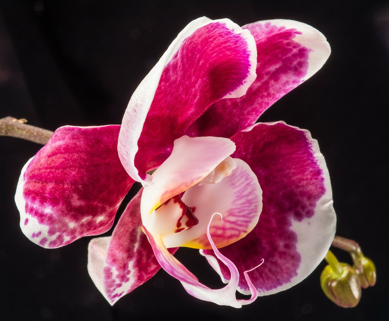 orchid blossom bloom free photo