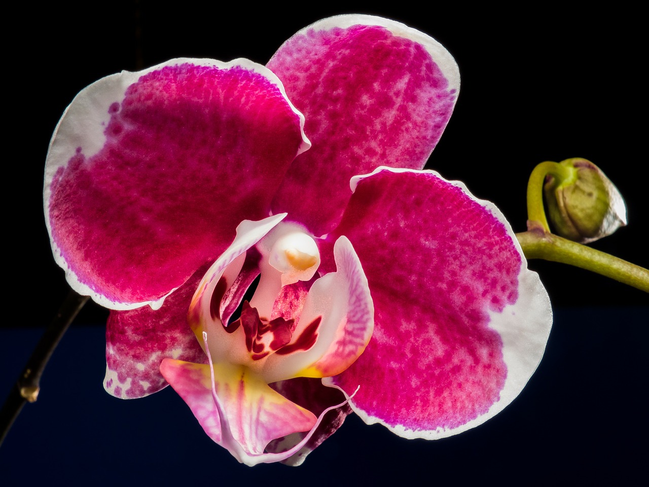 orchid blossom bloom free photo