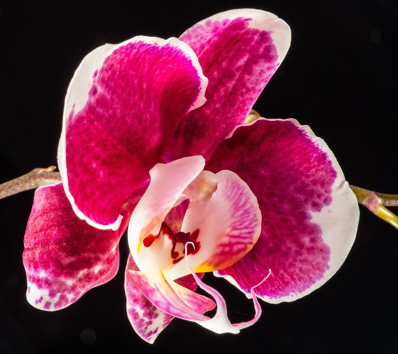 orchid blossom bloom free photo