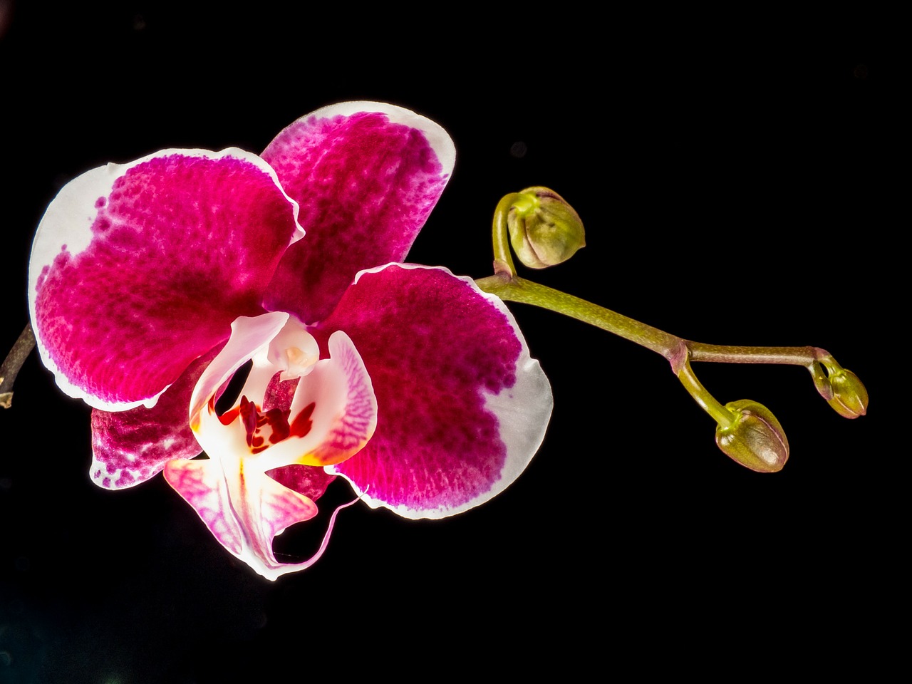 orchid blossom bloom free photo