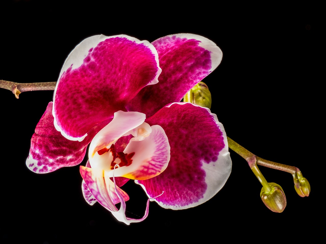 orchid blossom bloom free photo