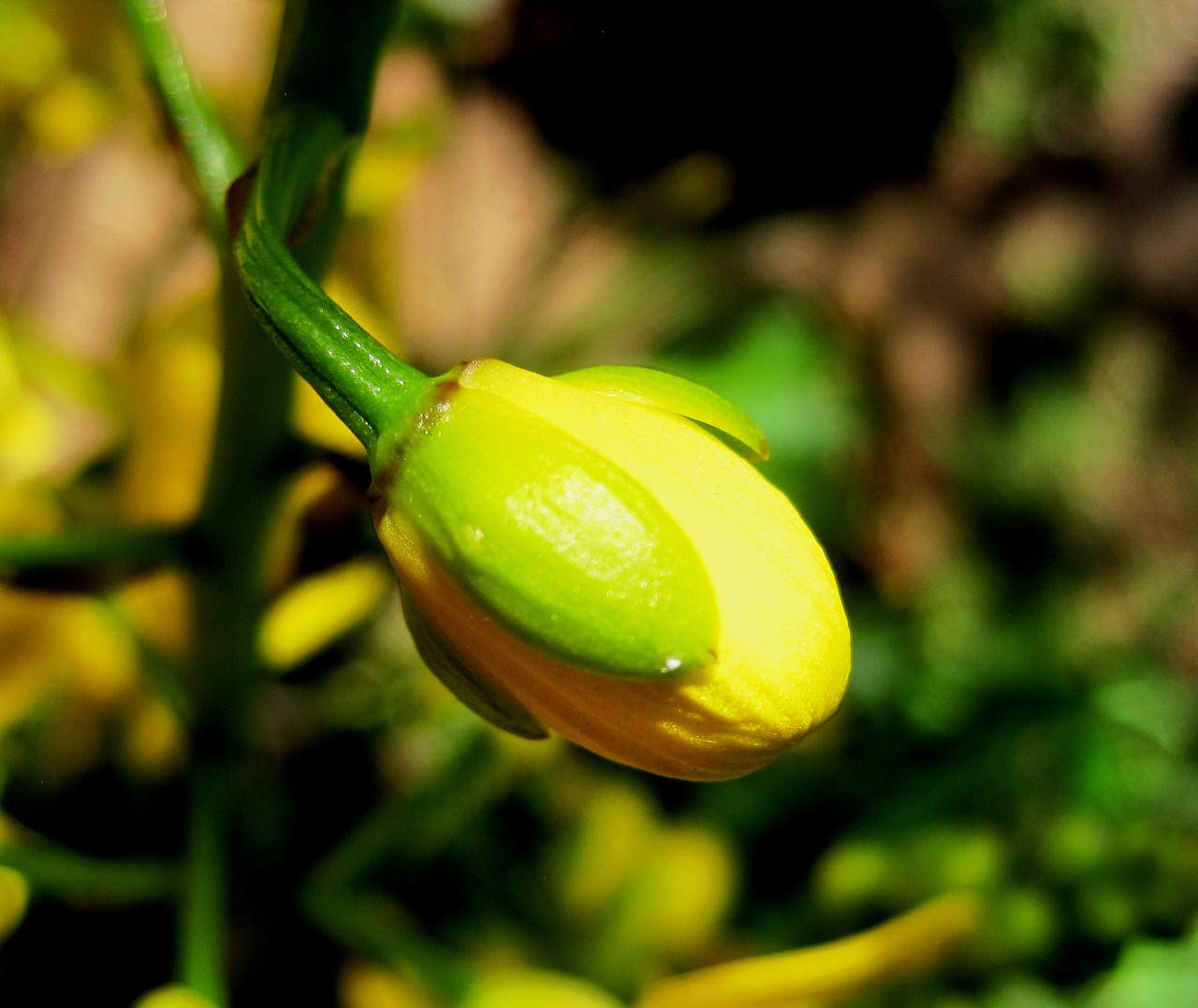 orchid flower bud free photo