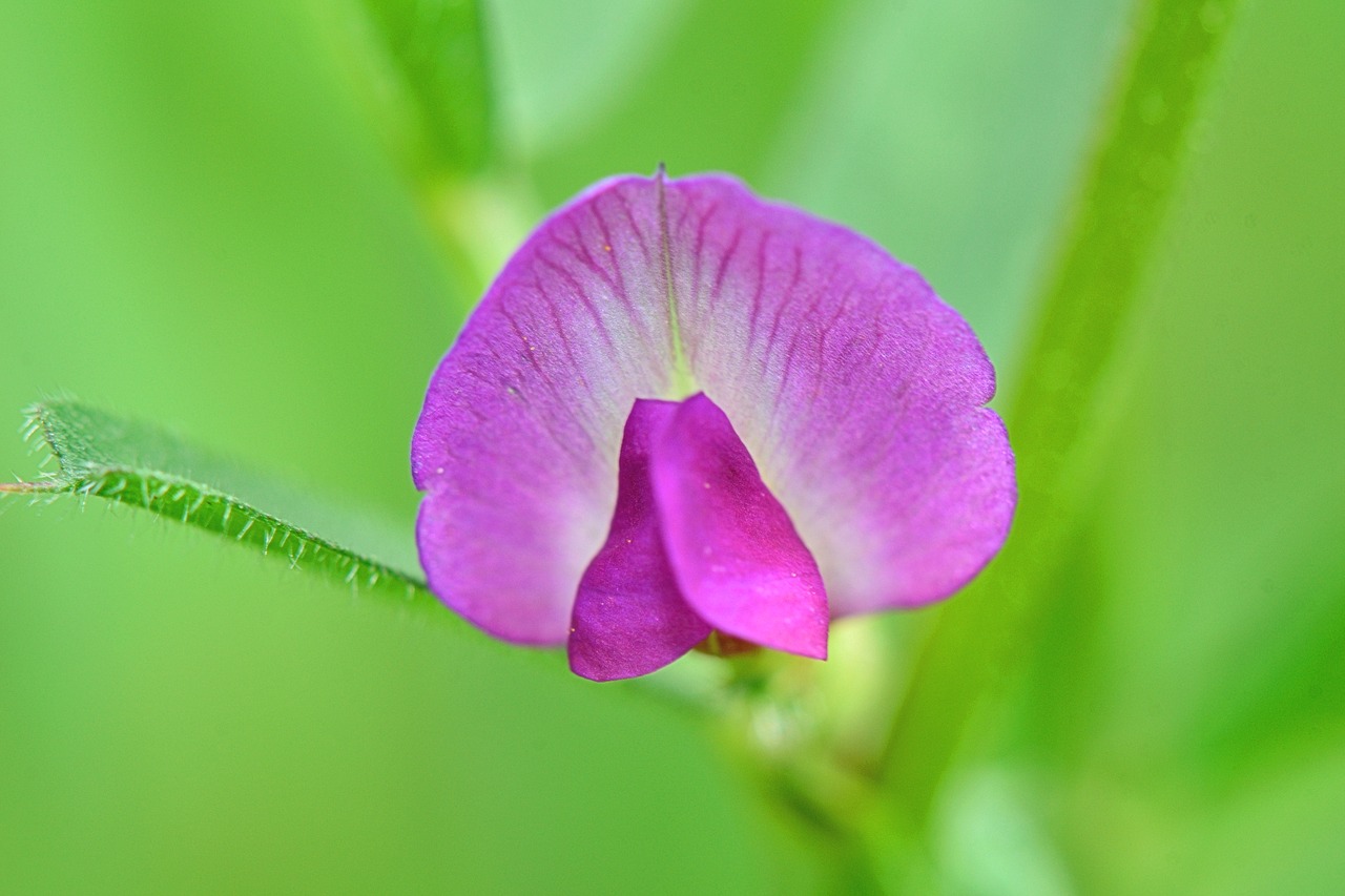 orchid nature flower free photo