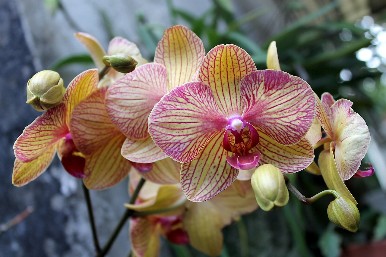 orchid veracruz mexico free photo