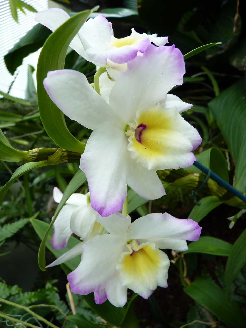 orchid white blossom free photo