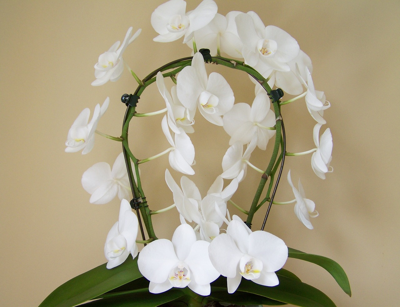 orchid white flower room plant free photo
